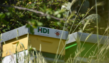 Piccole, ma fondamentali: HDI Assicurazioni lancia un progetto a protezione delle api, per contribuire alla salvaguardia e biodiversità del Pianeta